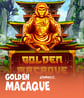 Golden Macaque